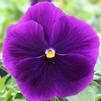 Pansy Viola wittrockiana Majestic 'Giant Purple Clear'