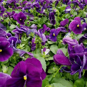 Pansy Viola wittrockiana Majestic 'Giant Purple Clear'