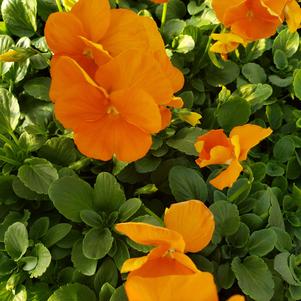 Pansy Viola wittrockiana Inspire Deluxxe 'Orange'