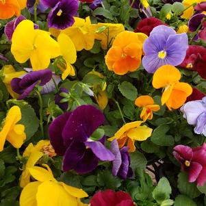 Pansy Viola wittrockiana Matrix 'Jewels Mix'