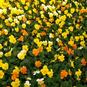 Viola cornuta Penny 'Citrus Mix'