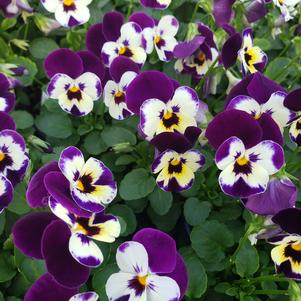 Viola cornuta Penny 'Violet Face'