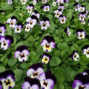 Viola cornuta Penny 'Denim Jump Up'