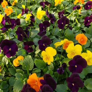 Viola cornuta Sorbet 'Harvest Mix XP'