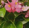 Begonia hybrida Big 'Bronze Leaf Rose'