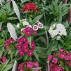 Dianthus barbatus Barbarini 'Mix'