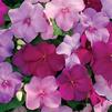 Impatiens walleriana Xtreme Sapphire 'Mix'