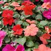 Impatiens