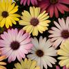 Osteospermum ecklonis Akila 'Grand Canyon Mix'