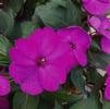 Impatiens hybrida hort Sunpatiens Compact 'Purple'