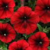 Petunia hybrida Easy Wave 'Red Velour'