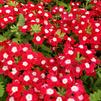 Verbena hybrida Lanai 'Upright Red with Eye'