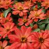 Zinnia hybrida Profusion 'Red'