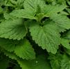 Herb Nepeta 'Catnip'