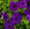 Petunia hybrida Tritunia 'Blue'