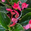 Begonia hybrida Whopper 'Green Leaf Rose'