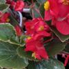 Begonia hybrida Whopper 'Green Leaf Red'