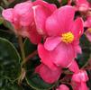 Begonia hybrida Whopper 'Bronze Leaf Rose'