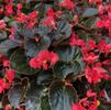 Begonia hybrida Whopper 'Bronze Leaf Red'