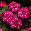 Verbena hybrida Lanai 'Upright Rose with Eye'