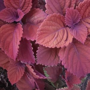 Coleus 'Inferno'