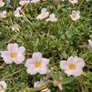 Purslane Portulaca oleracea 'Pink Ice'