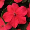 Impatiens