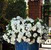 Vinca Catharanthus roseus Mediterranean 'Pure White'