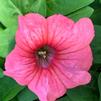 Single Grandiflora Petunia