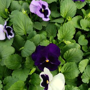 Pansy Viola wittrockiana Matrix 'Ocean Breeze Mix'