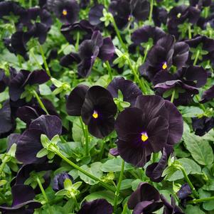 Viola cornuta Penny 'Black'