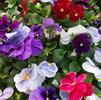 Pansy Viola wittrockiana Delta 'Berry Tart Mix'