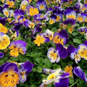 Pansy Viola wittrockiana Delta 'Blue Morpho'