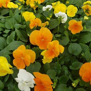 Pansy Viola wittrockiana Delta 'Citrus Mix'