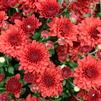 Chrysanthemum Tabitha 'Scarlet'