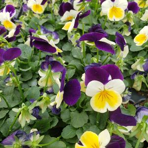 Viola cornuta Penny 'White Jump Up'