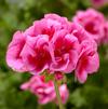 Geranium Pelargonium interspecific Calliope 'Rose Mega Splash'