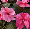 Impatiens hybrida hort Sunpatiens Compact 'Pink'