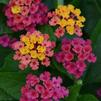 Lantana camara Bloomify 'Rose'