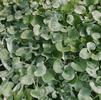 Dichondra Silver Falls