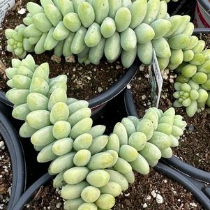 Succulent Sedum Burrito (Burro's Tail)