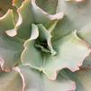 Succulent Echeveria 'First Lady'