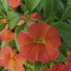 Calibrachoa hybrid Aloha Kona 'Hot Orange'