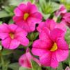 Calibrachoa hybrid Aloha Kona 'Hot Pink'