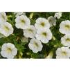 Calibrachoa hybrid Aloha Kona 'White'