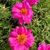 Portulaca grandiflora Sundial 'Fuchsia'