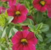 Calibrachoa hybrid Aloha Kona 'Dark Red'