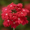 Verbena hybrida Lanai 'Upright Scarlet'