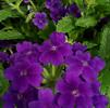 Verbena hybrida Lanai 'Upright True Blue'