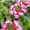 Verbena hybrida Lanai 'Upright Twister Rose'